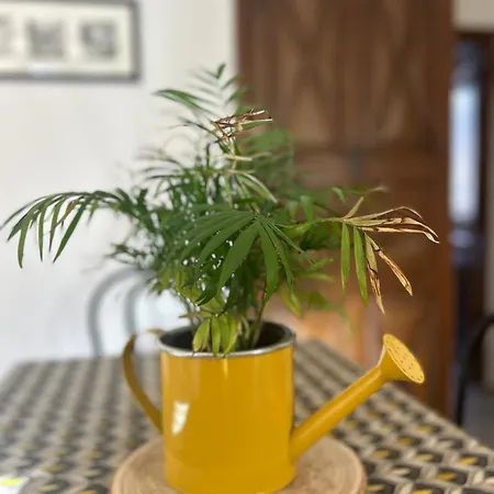 Le Som' Des Pyrénées Apartamento *